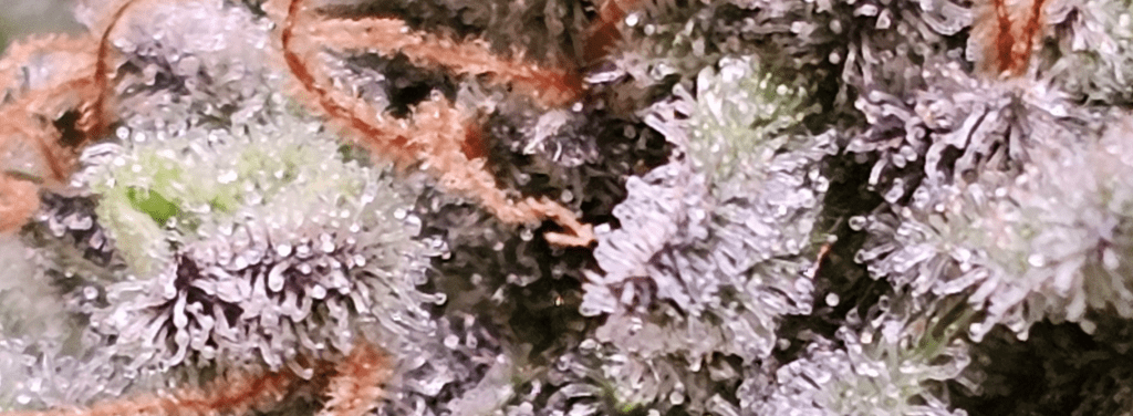 Blüten CSC Berlin/ Brandenburg West e.V.